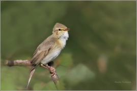 <p>BUDNÍČEK VĚTŠÍ (Phylloscopus trochilus) Jiříkov</p>